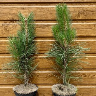 Borovica čierna (Pinus nigra ´Green tower´) veľkosť 45-55cm
