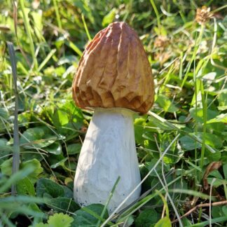 Drevená huba - smrčok 12cm