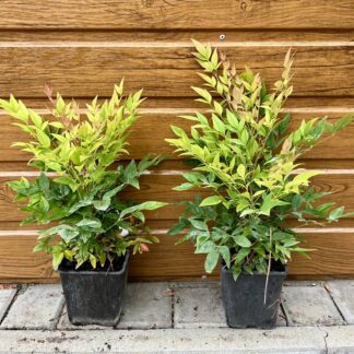 Nandina domáca (Nandina domestica ‘Magical Lemon & Lime’®) veľkosť 20-40cm