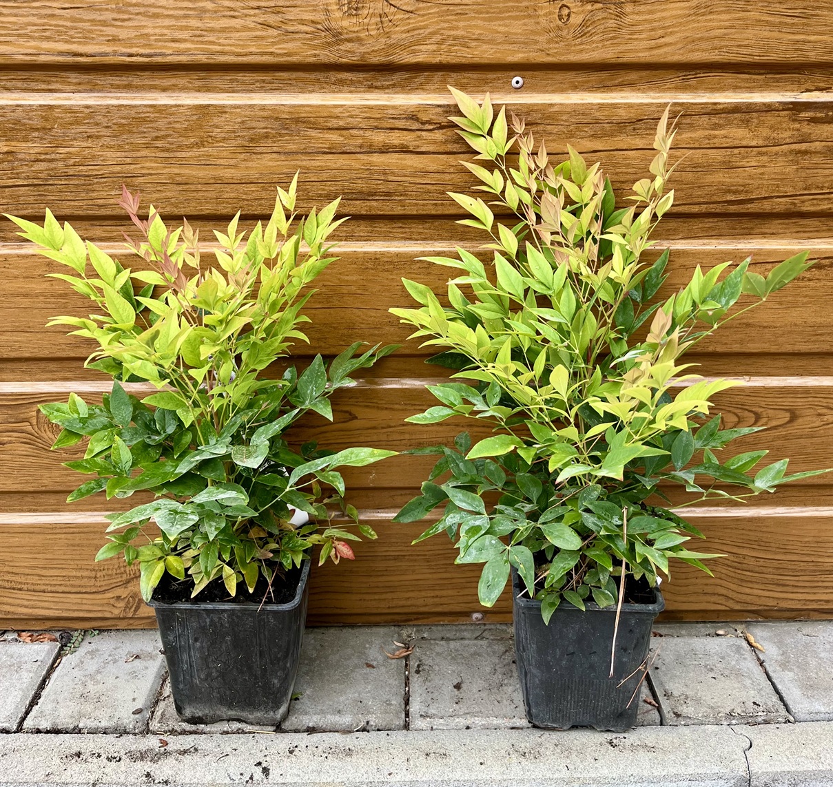 Nandina domáca (Nandina domestica ‘Magical Lemon & Lime’®) veľkosť 20-40cm