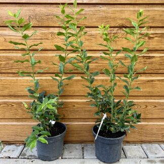 Mäsoplodka pomiešaná (Sarcococca confusa) veľkosť 30-70cm