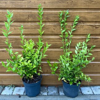 Mäsoplodka nízká (Sarcococca humilis ´Winter Gem´) veľkosť 30-70cm
