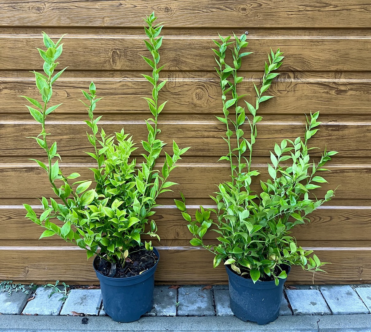 Mäsoplodka nízká (Sarcococca humilis ´Winter Gem´) veľkosť 30-70cm