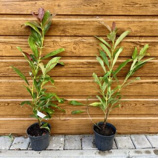 Kalina vonná (Viburnum odoratissimum 'Coppertop'®) veľkosť 30-60cm