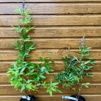 Vitex jahňací - liečivý (Vitex agnus castus ´Latifolia´) veľkosť 50cm+