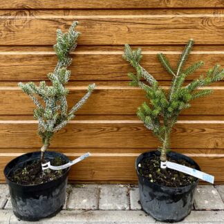 Jedľa korejská (Abies koreana ´Silberlocke´) veľkosť 35-40cm