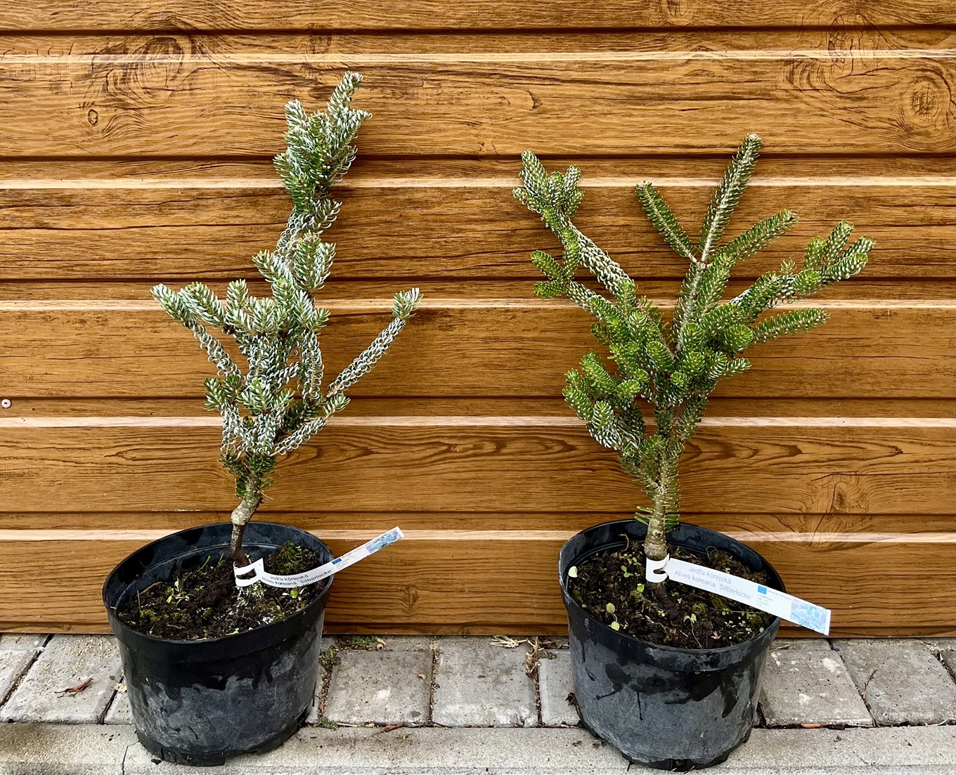 Jedľa korejská (Abies koreana ´Silberlocke´) veľkosť 35-40cm
