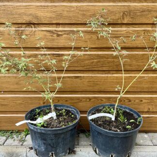 Javor dlaňolistý (Acer palmatum ´Butterfly´) veľkosť 30-50cm
