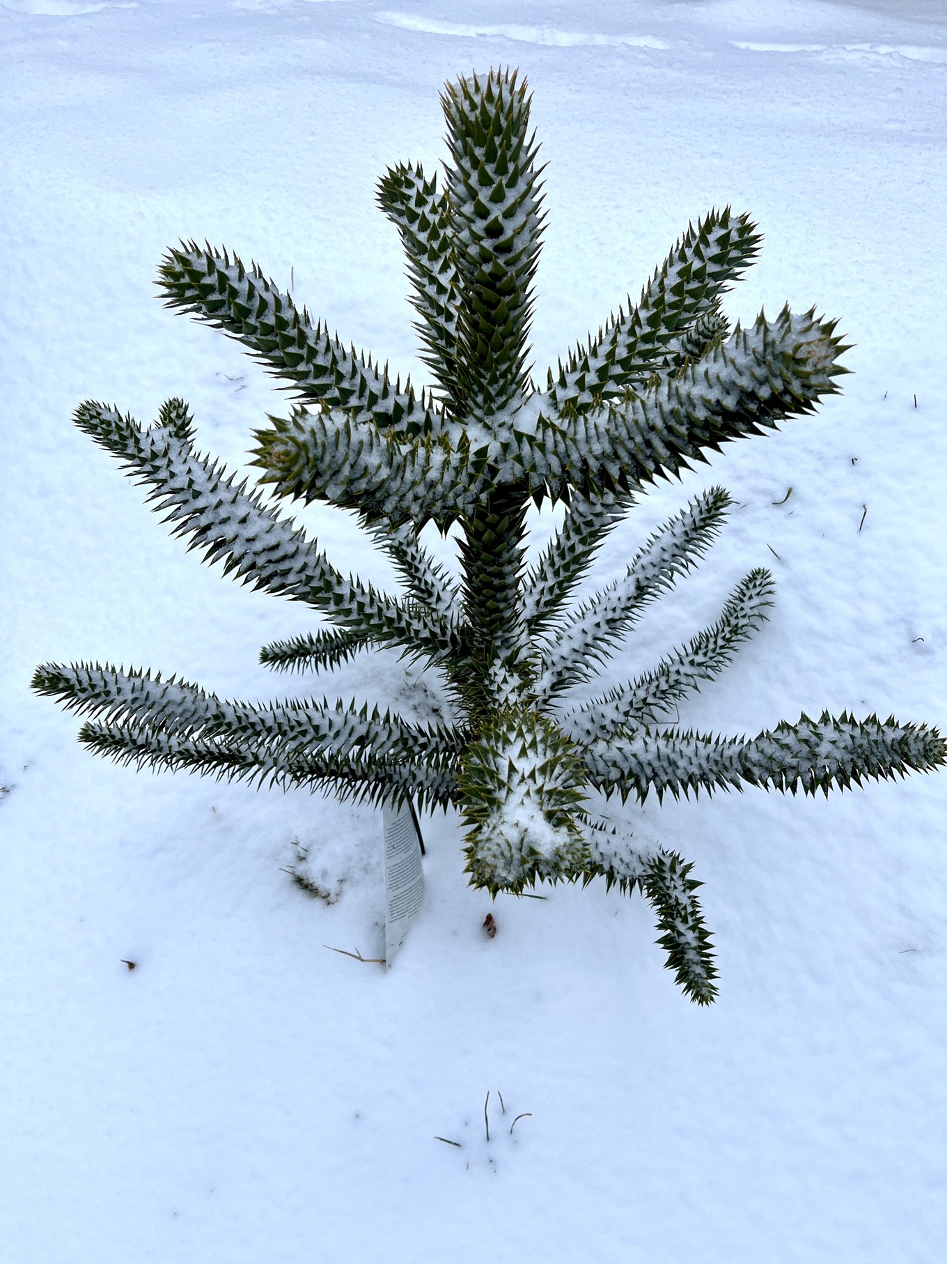 Araukária andská (Araucaria araucana) mrazuvzdorný opičí strom do slovenskej záhrady
