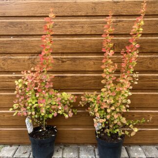 Dráč Thunbergov (Berberis thunbergii ´Orange Ice´) veľkosť 40-70cm
