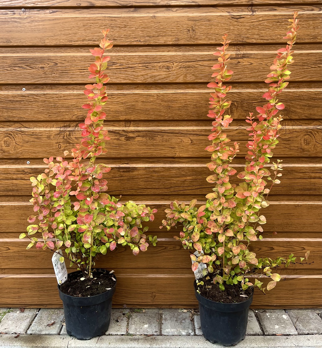 Dráč Thunbergov (Berberis thunbergii ´Orange Ice´) veľkosť 40-70cm