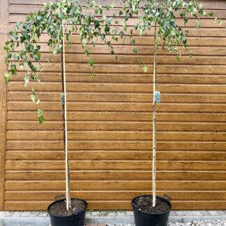Breza previsnutá (Betula pendula ´Youngii´) na kmieniku 200cm