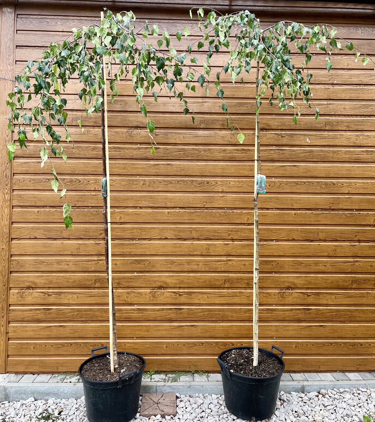 Breza previsnutá (Betula pendula ´Youngii´) na kmieniku 200cm