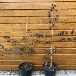 Buk lesný (Fagus sylvatica ´Tortuosa Purpurea´) veľkosť 70-110cm
