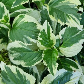 Hortenzia kalinolistá (Hydrangea macrophylla ´New Wave´) veľkosť 25-50cm