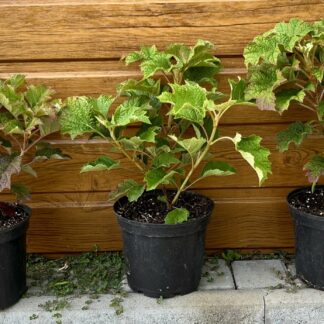 Hortenzia dubolistá (Hydrangea quercifolia ´Ruby Slippers´) veľkosť 25cm+