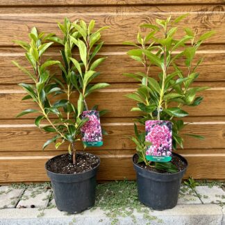 Kalmia širokolistá (Kalmia latifolia ´Tad´) veľkosť 30-50cm