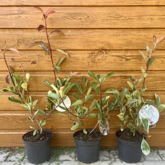 Červienka Fraserova (Photinia fraseri ´Louise´) veľkosť 40-80cm