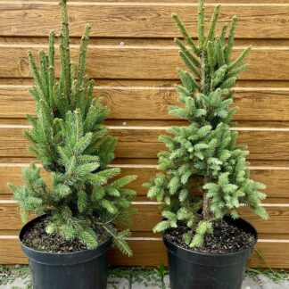 Smrek obyčajný (Picea abies ´Cupressina´) veľkosť 50-70cm