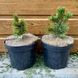 Borovica ostitá (Pinus aristata ´Silver Boy´) veľkosť 10-15cm