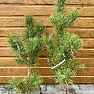 Borovica čierna japonská (Pinus thunbergii) veľkosť 80-90cm