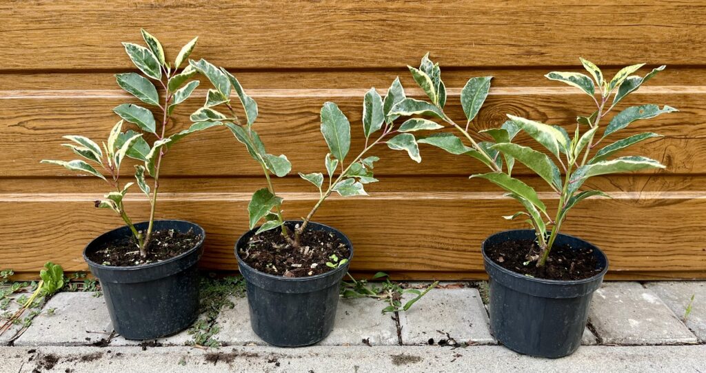 Vavrínovec portugalský (Prunus lusitanica 'Variegata') veľkosť 15-20cm