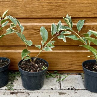 Vavrínovec portugalský (Prunus lusitanica 'Variegata') veľkosť 15-20cm