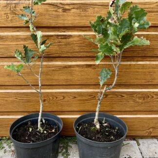 Dub letný (Quercus robur ´Fastigiate Koster´) veľkosť 30-50cm