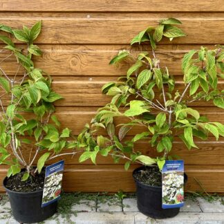 Kalina riasnatá (Viburnum plicatum ´Watanabe´) veľkosť 40-60cm