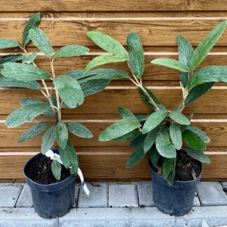 Kalina vrásčitolistá (Viburnum rhytidophyllum) veľkosť 30-60cm