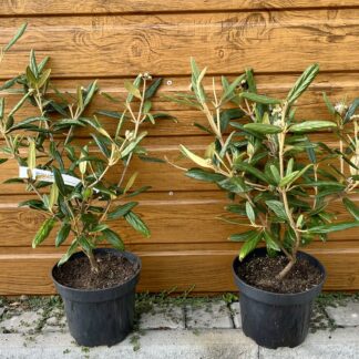 Kalina pražská (Viburnum x pragense) veľkosť 35-50cm