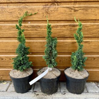 Cypruštek lawsonov (Chamaecyparis lawsoniana ´Wissel´s Saguaro´) veľkosť 35-45cm