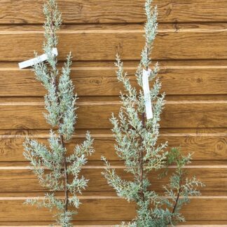 Cyprus arizónsky (Cupressus arizonica ´Fastigiata´) veľkosť 90-110cm