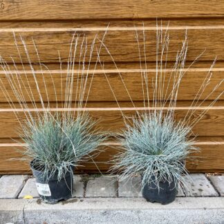 Kostrava sivá (Festuca cinerea ´Elijah Blue´)