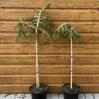 Smrek obyčajný (Picea abies ´Formánek´) na kmieniku 60cm