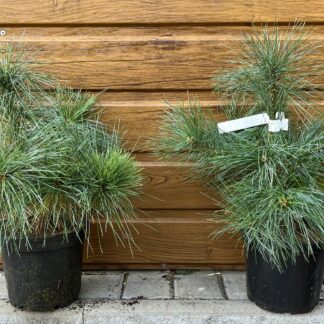 Borovica schwerinova (Pinus schwerini ´Wiel´s Champion´) veľkosť 30cm