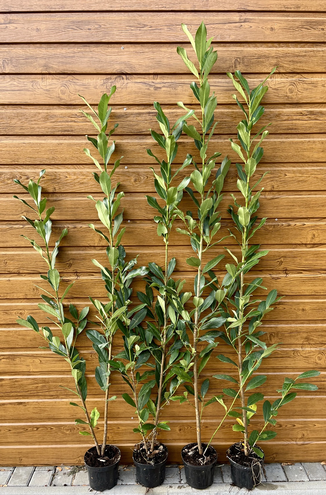 Vavrínovec lekársky (Prunus laurocerasus ´Elly´) veľkosť 130-170cm